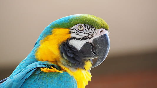 teal, yellow, and green parrot thumbnail