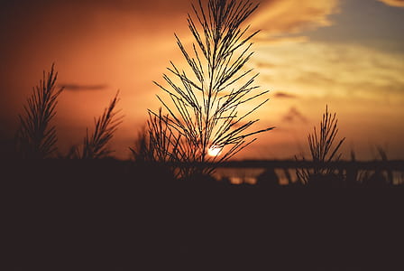 silhouette of grass under orange sky thumbnail