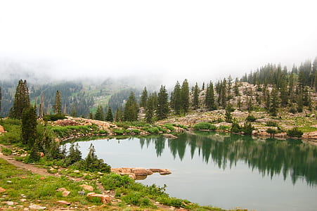 green trees near body of water thumbnail