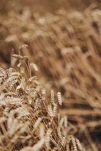 Golden grain thumbnail