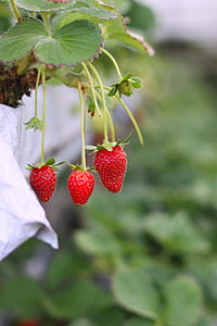 healthy, summer, garden, blur thumbnail