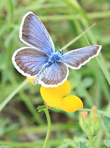 selective focus photography of common blue butterfly perching on yellow flower thumbnail