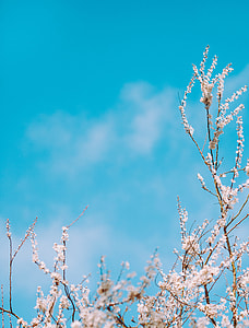 white tree blossom under clear blue sky thumbnail