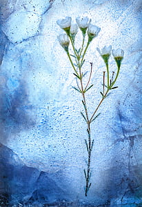 blue and white cluster flowers painting thumbnail