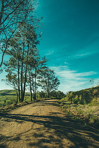 green leafed trees thumbnail
