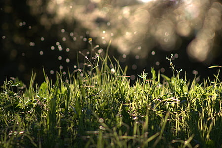 timelapse photography of green grasses and raindrops thumbnail