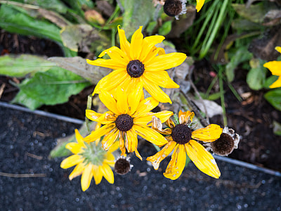 yellow-and-brown sunflowers thumbnail