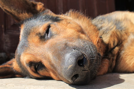 adult black and tan German shepherd thumbnail