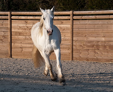 white horse running near brown wall thumbnail