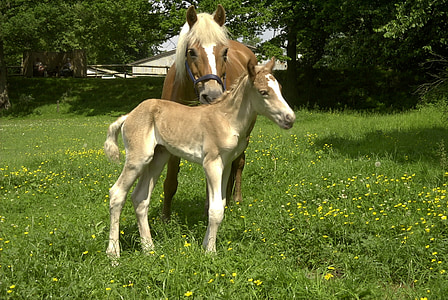 brown horse thumbnail