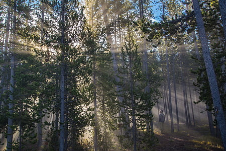 trees with sunrays thumbnail