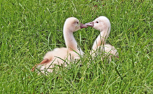 selective focus photography of two white ducks on green grass during daytime thumbnail