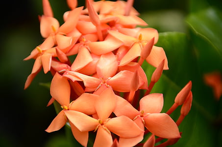 close-up photography of ixora flowers thumbnail