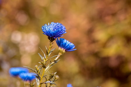 shallow focus photography of blue flowers thumbnail