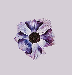 purple anemone flower painting thumbnail