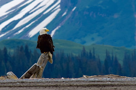 bald eagle perching on gray wood log thumbnail