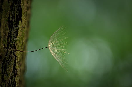 macro photography of brown leafed plant thumbnail