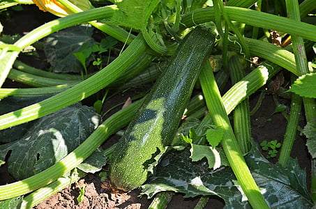 green cucumber plant thumbnail