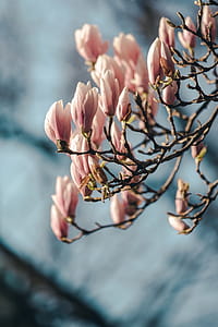 Vertical Photo Of Full Magnolia Tree Branch Photo thumbnail