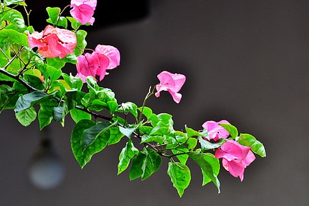 pink bougainvillea flowers thumbnail