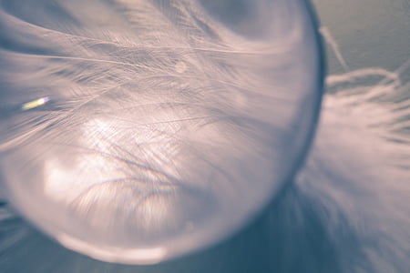 fisheye photography of white feather thumbnail