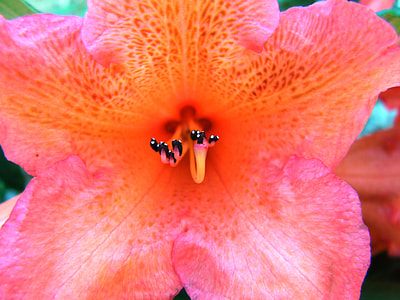 Rhododendron, Rhododendron Ferrugineum thumbnail