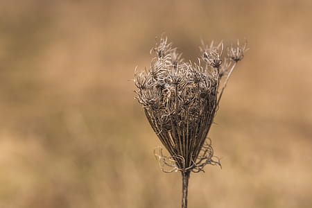 Close up of a dried up stem of Queen Anne s Lace thumbnail