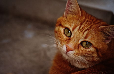 photo of orange tabby cat thumbnail