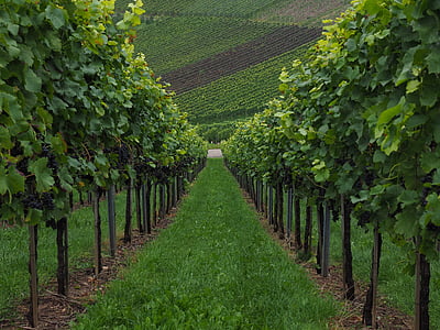pathway in the middle of vineyard thumbnail