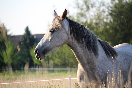 white horse thumbnail