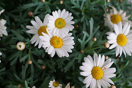close-up photography of yellow-and-white daisy flowers thumbnail