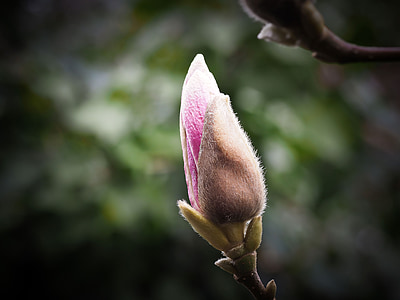 white and purple flower thumbnail