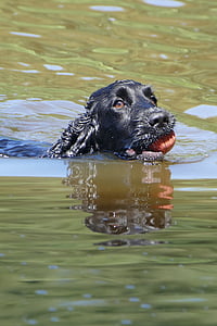 adult black English cocker spaniel biting ball on body of water thumbnail