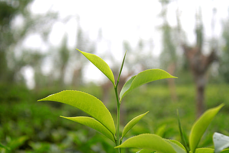 green leafed plants thumbnail