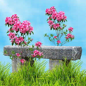 pink cluster flower beside concrete bench at daytime thumbnail
