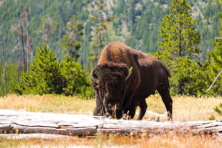 photo of brown bison near tree trunk thumbnail