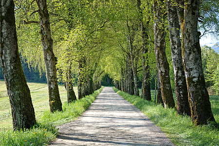 clear beige soil pathway between trees thumbnail