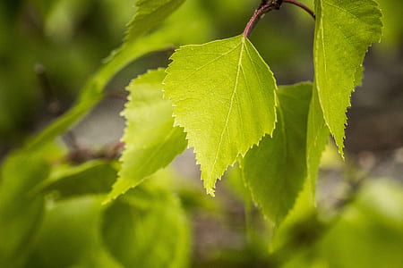 selective focus photography of green leaf thumbnail