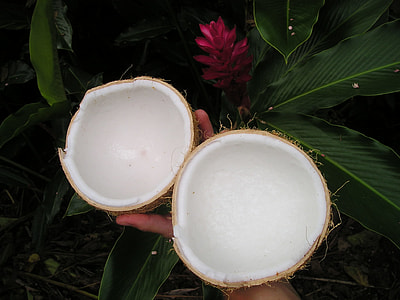 person holding coconut shells thumbnail