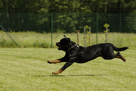 Rottweiler running across the green grass field thumbnail