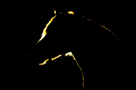 silhouette photography of horse thumbnail