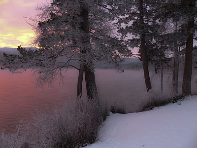 green leaf tree coated with snows beside ocean during sunset thumbnail