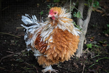 beige and white chicken near green leaf plant thumbnail
