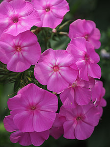 Phlox, Lock-Up Herb Plants thumbnail