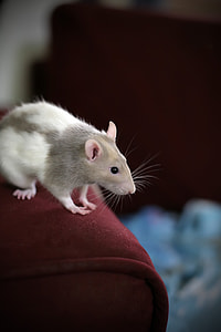 selective focus photography of white and gray mouse on red textile thumbnail