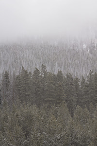 pine trees surrounded by snow thumbnail