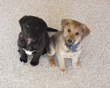 two black and brown puppies sitting on floor while looking up thumbnail