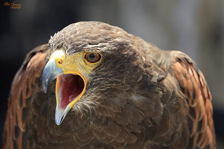 brown hawk opening mouth thumbnail