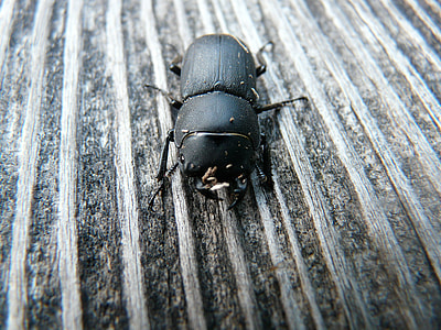 Dorcus Parallelipipedus, Beetle thumbnail