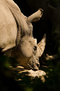 close up view of rhinoceros thumbnail